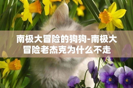 南極大冒險的狗狗-南極大冒險老杰克為什么不走