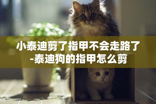 小泰迪剪了指甲不會走路了-泰迪狗的指甲怎么剪