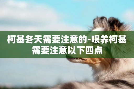 柯基冬天需要注意的-喂養柯基需要注意以下四點