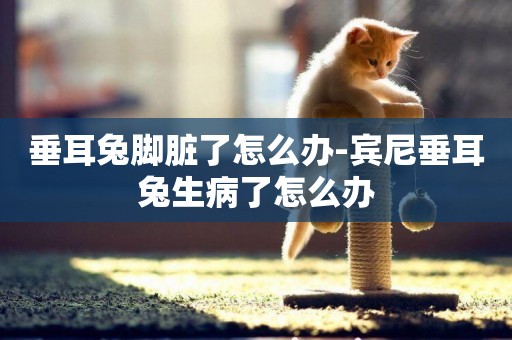 垂耳兔腳臟了怎么辦-賓尼垂耳兔生病了怎么辦