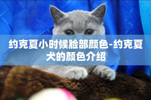 約克夏小時候臉部顏色-約克夏犬的顏色介紹