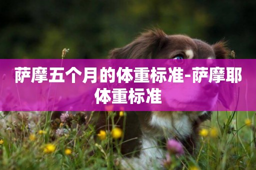 薩摩五個月的體重標準-薩摩耶體重標準