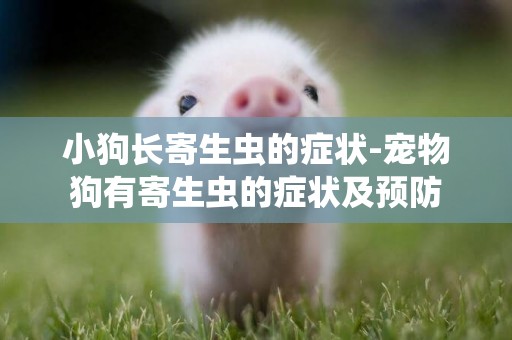 小狗長寄生蟲的癥狀-寵物狗有寄生蟲的癥狀及預防
