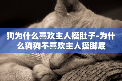 狗為什么喜歡主人摸肚子-為什么狗狗不喜歡主人摸腳底