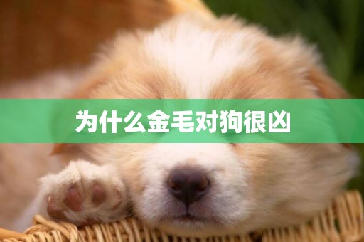 為什么金毛對狗很兇
