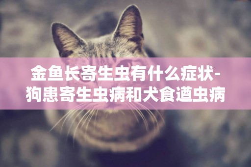 金魚長寄生蟲有什么癥狀-狗患寄生蟲病和犬食遒蟲病有什么癥狀