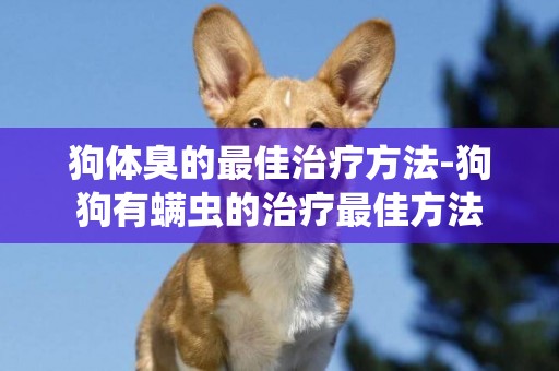 狗體臭的最佳治療方法-狗狗有螨蟲的治療最佳方法