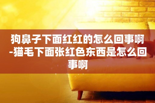 狗鼻子下面紅紅的怎么回事啊-貓毛下面張紅色東西是怎么回事啊