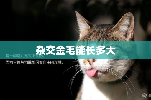 雜交金毛能長多大