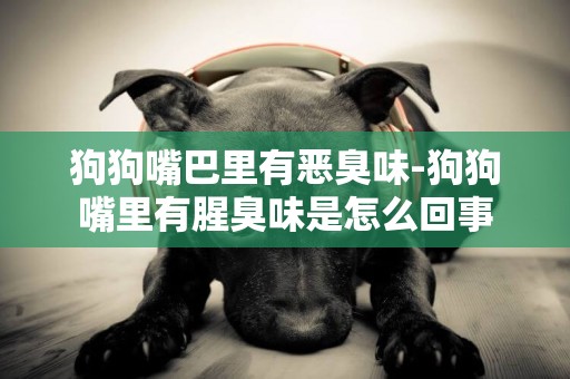 狗狗嘴巴里有惡臭味-狗狗嘴里有腥臭味是怎么回事