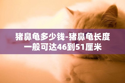 豬鼻龜多少錢-豬鼻龜長度一般可達46到51厘米