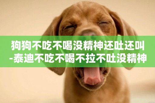 狗狗不吃不喝沒精神還吐還叫-泰迪不吃不喝不拉不吐沒精神