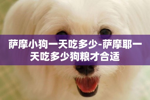 薩摩小狗一天吃多少-薩摩耶一天吃多少狗糧才合適