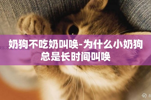 奶狗不吃奶叫喚-為什么小奶狗總是長時間叫喚