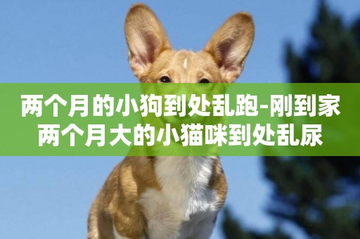 兩個月的小狗到處亂跑-剛到家兩個月大的小貓咪到處亂尿