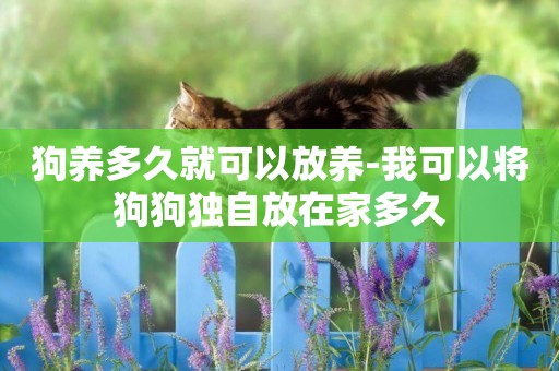 狗養多久就可以放養-我可以將狗狗獨自放在家多久