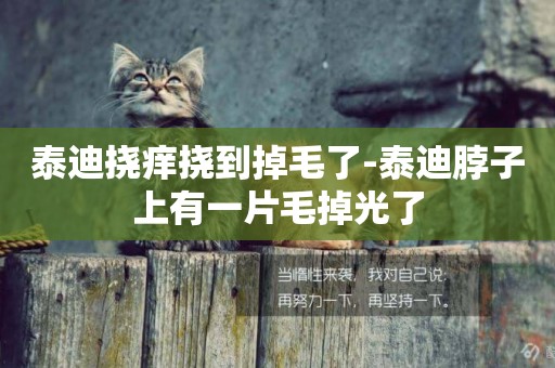 泰迪撓癢撓到掉毛了-泰迪脖子上有一片毛掉光了