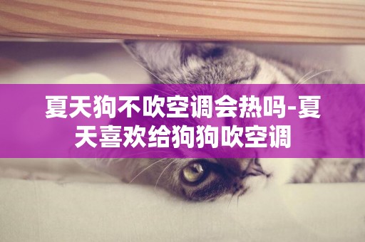夏天狗不吹空調會熱嗎-夏天喜歡給狗狗吹空調