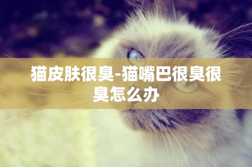 貓皮膚很臭-貓嘴巴很臭很臭怎么辦