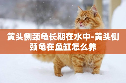 黃頭側頸龜長期在水中-黃頭側頸龜在魚缸怎么養