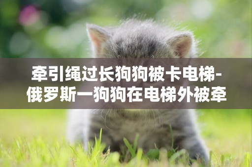 牽引繩過長狗狗被卡電梯-俄羅斯一狗狗在電梯外被牽引繩勒脖吊起險喪命