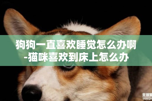 狗狗一直喜歡睡覺怎么辦啊-貓咪喜歡到床上怎么辦