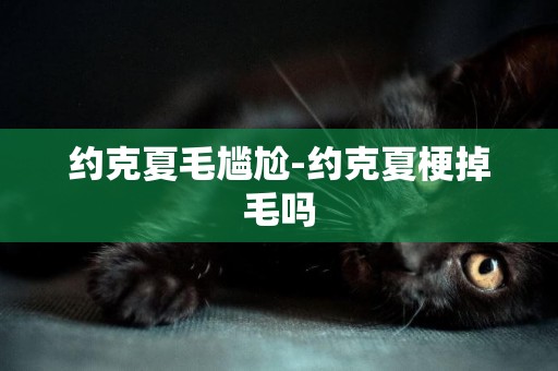 約克夏毛尷尬-約克夏梗掉毛嗎
