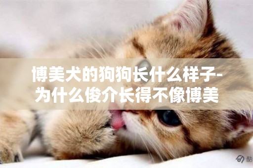 博美犬的狗狗長什么樣子-為什么俊介長得不像博美