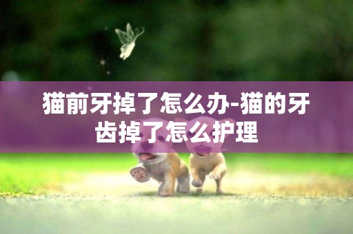 貓前牙掉了怎么辦-貓的牙齒掉了怎么護理