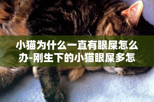 小貓為什么一直有眼屎怎么辦-剛生下的小貓眼屎多怎么辦