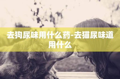 去狗尿味用什么藥-去貓尿味道用什么