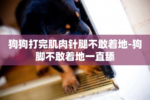 狗狗打完肌肉針腿不敢著地-狗腳不敢著地一直舔