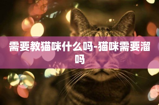 需要教貓咪什么嗎-貓咪需要溜嗎
