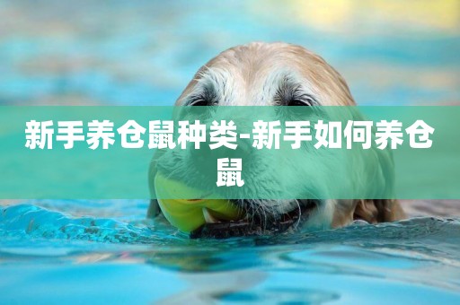 新手養倉鼠種類-新手如何養倉鼠