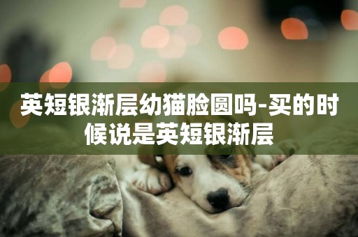 英短銀漸層幼貓臉圓嗎-買的時候說是英短銀漸層