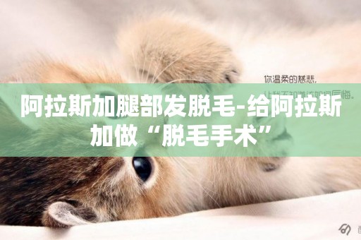 阿拉斯加腿部發脫毛-給阿拉斯加做“脫毛手術”