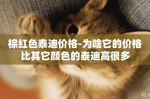 棕紅色泰迪價格-為啥它的價格比其它顏色的泰迪高很多