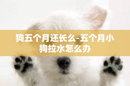 狗五個月還長么-五個月小狗拉水怎么辦