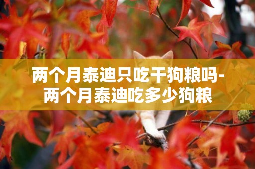 兩個月泰迪只吃干狗糧嗎-兩個月泰迪吃多少狗糧
