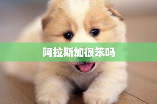 阿拉斯加很笨嗎