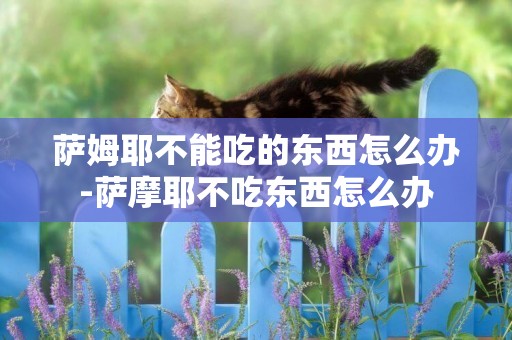 薩姆耶不能吃的東西怎么辦-薩摩耶不吃東西怎么辦