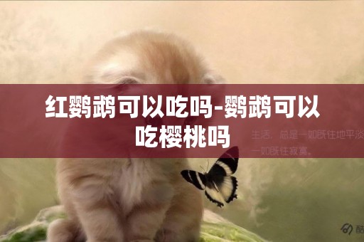 紅鸚鵡可以吃嗎-鸚鵡可以吃櫻桃嗎