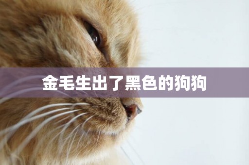 金毛生出了黑色的狗狗