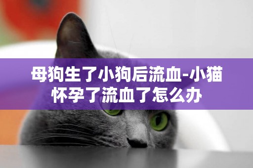 母狗生了小狗后流血-小貓懷孕了流血了怎么辦