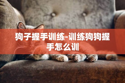 狗子握手訓練-訓練狗狗握手怎么訓