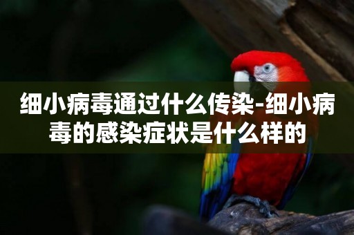 細小病毒通過什么傳染-細小病毒的感染癥狀是什么樣的