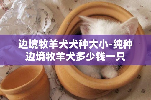 邊境牧羊犬犬種大小-純種邊境牧羊犬多少錢一只