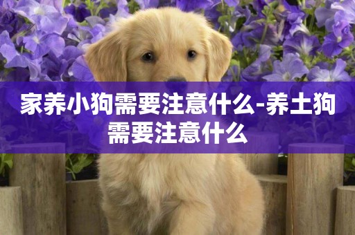 家養小狗需要注意什么-養土狗需要注意什么