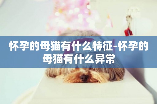 懷孕的母貓有什么特征-懷孕的母貓有什么異常