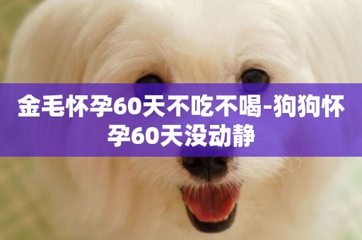 金毛懷孕60天不吃不喝-狗狗懷孕60天沒動靜